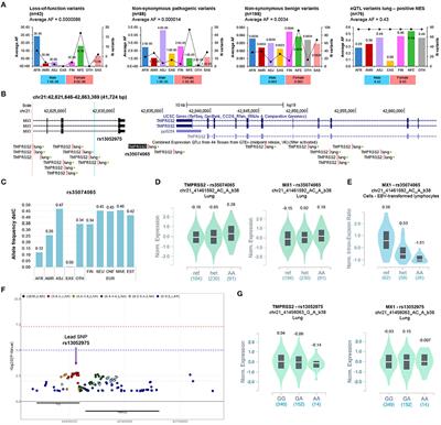 Genetic Analysis of the Coronavirus SARS-CoV-2 Host Protease TMPRSS2 in Different Populations